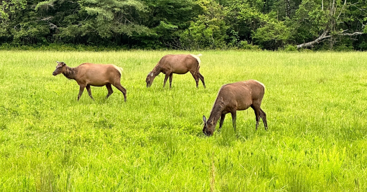Our stay at Cataloochee Campground