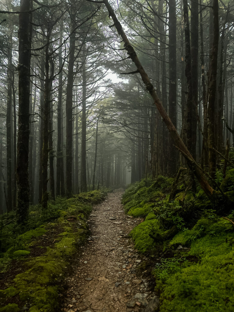 A misty, dark hiking trail in the forest with moss on the sides of the dirt trail.