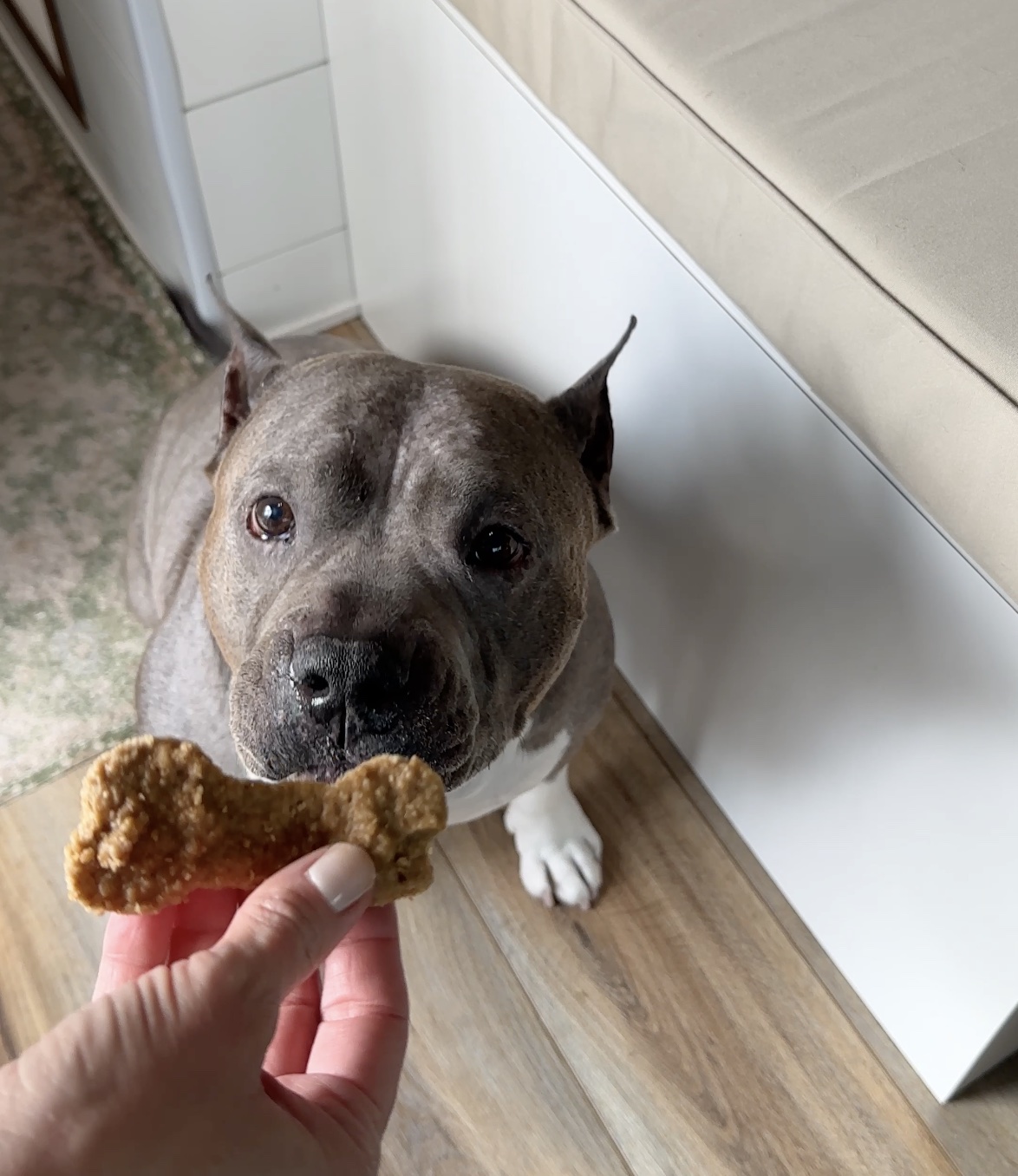Dog Treats You Can Make Anywhere