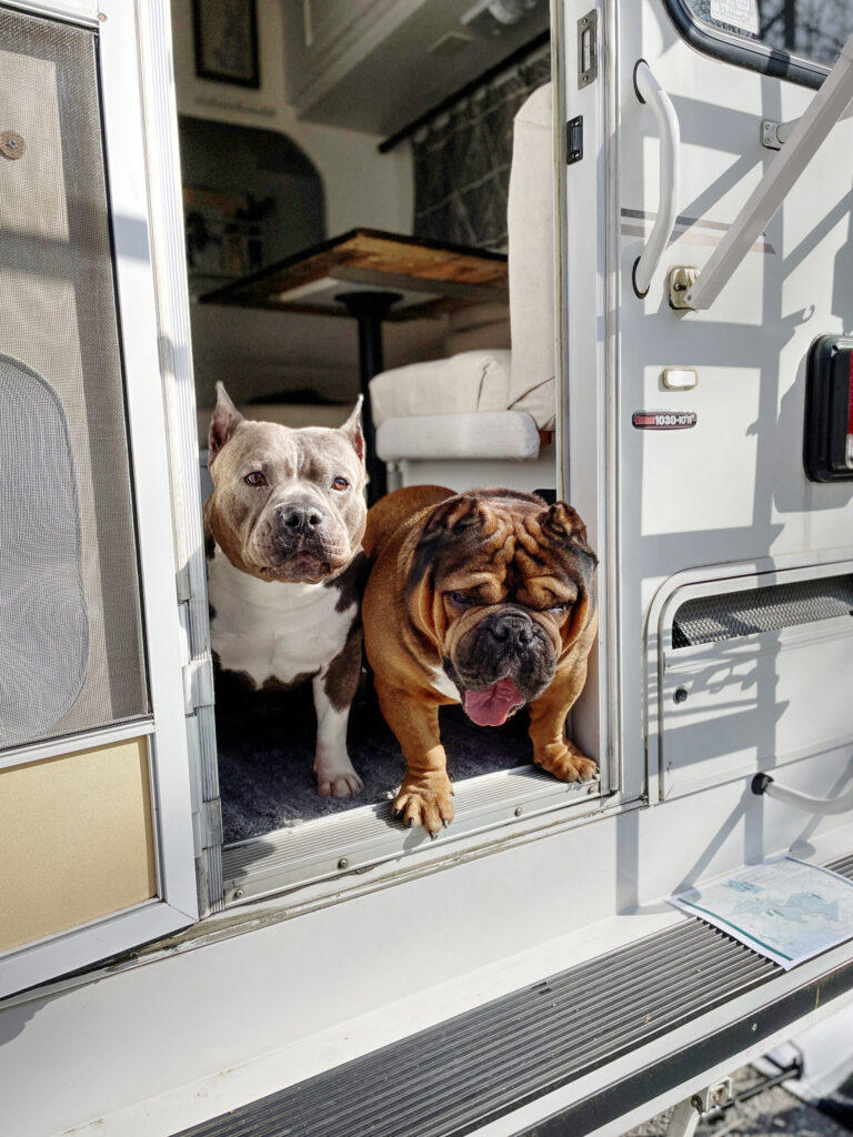 RV travel with dogs and a pitbull and bulldog standing in a truck camper