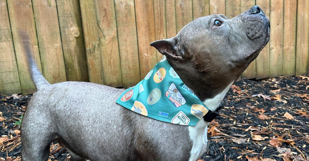 Best Dog Camping Gear & Gift Ideas for Adventure Pets