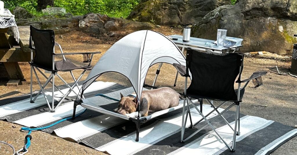 A dog at a campsite laying in a gray elevated canopy. there is a black and white rug and camping chairs.